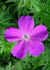 Einzelbild 3 Blutroter Storchschnabel - Geranium sanguineum
