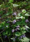 Einzelbild 4 Gundelrebe - Glechoma hederacea