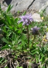 Einzelbild 2 Herzblättrige Kugelblume - Globularia cordifolia