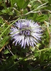 Einzelbild 4 Herzblättrige Kugelblume - Globularia cordifolia