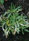 Einzelbild 2 Niedriges Ruhrkraut - Gnaphalium supinum