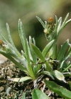 Einzelbild 3 Niedriges Ruhrkraut - Gnaphalium supinum