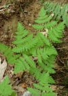 Einzelbild 2 Eichenfarn - Gymnocarpium dryopteris