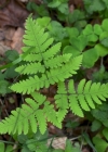 Einzelbild 1 Eichenfarn - Gymnocarpium dryopteris
