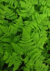 Einzelbild 4 Eichenfarn - Gymnocarpium dryopteris