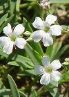 Einzelbild 1 Kriechendes Gipskraut - Gypsophila repens