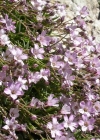 Einzelbild 3 Kriechendes Gipskraut - Gypsophila repens