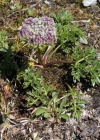 Einzelbild 4 Zwerg-Liebstock - Ligusticum mutellinoides