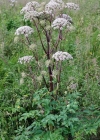 Einzelbild 3 Wilde Brustwurz - Angelica sylvestris