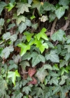 Einzelbild 4 Efeu - Hedera helix