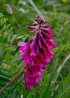 Einzelbild 1 Alpen-Süssklee - Hedysarum hedysaroides