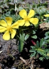 Einzelbild 2 Alpen-Sonnenröschen - Helianthemum alpestre