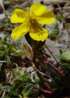 Einzelbild 3 Alpen-Sonnenröschen - Helianthemum alpestre