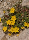 Einzelbild 4 Alpen-Sonnenröschen - Helianthemum alpestre