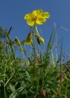 Einzelbild 3 Gemeines Sonnenröschen - Helianthemum nummularium
