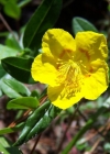 Einzelbild 1 Gemeines Sonnenröschen - Helianthemum nummularium