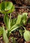 Einzelbild 2 Stinkende Nieswurz - Helleborus foetidus