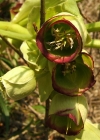 Einzelbild 4 Stinkende Nieswurz - Helleborus foetidus