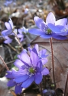 Einzelbild 4 Leberblümchen - Hepatica nobilis