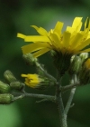 Einzelbild 3 Wald-Habichtskraut - Hieracium murorum aggr.