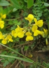 Einzelbild 4 Schopfiger Hufeisenklee - Hippocrepis comosa