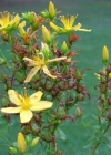 Einzelbild 1 Echtes Johanniskraut - Hypericum perforatum