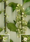 Einzelbild 3 Stechpalme - Ilex aquifolium