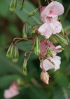 Einzelbild 4 Drüsiges Springkraut - Impatiens glandulifera