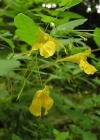 Einzelbild 1 Wald-Springkraut - Impatiens noli-tangere