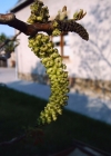 Einzelbild 3 Walnussbaum - Juglans regia