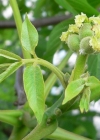 Einzelbild 4 Walnussbaum - Juglans regia