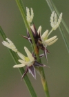 Einzelbild 1 Dreiblatt-Binse - Juncus trifidus