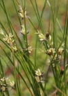Einzelbild 4 Dreiblatt-Binse - Juncus trifidus