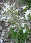 Einzelbild 4 Felsen-Kugelschötchen - Kernera saxatilis