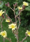 Einzelbild 3 Kopfsalat - Lactuca sativa