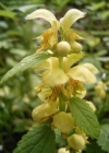 Einzelbild 3 Goldnessel - Lamium galeobdolon