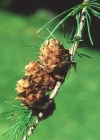 Einzelbild 3 Europäische Lärche - Larix decidua