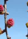 Einzelbild 4 Europäische Lärche - Larix decidua