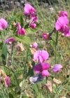 Einzelbild 1 Breitblättrige Platterbse - Lathyrus latifolius