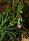 Einzelbild 1 Berg-Platterbse - Lathyrus linifolius