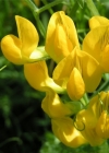 Einzelbild 4 Wiesen-Platterbse - Lathyrus pratensis
