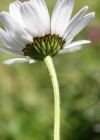 Einzelbild 3 Berg-Wiesen-Margerite - Leucanthemum adustum