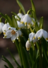 Einzelbild 4 Märzenglöckchen - Leucojum vernum
