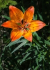 Einzelbild 1 Bulbillentragende Feuerlilie - Lilium bulbiferum subsp. bulbiferum