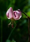 Einzelbild 1 Türkenbund - Lilium martagon