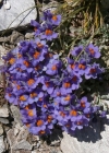 Einzelbild 2 Alpen-Leinkraut - Linaria alpina