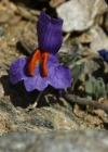 Einzelbild 3 Alpen-Leinkraut - Linaria alpina