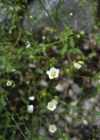 Einzelbild 3 Purgier-Lein - Linum catharticum