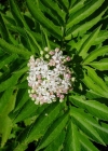 Einzelbild 3 Zwerg-Holunder - Sambucus ebulus