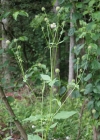 Einzelbild 2 Behaarte Karde - Dipsacus pilosus
